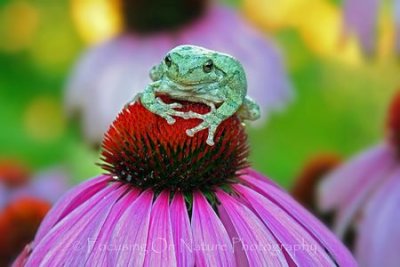 Green Tree Frog on Flower