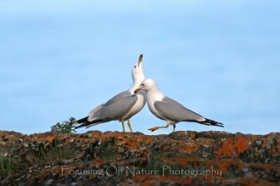 Gull courtship