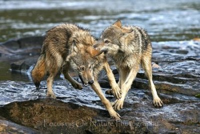 Juvenile wolves