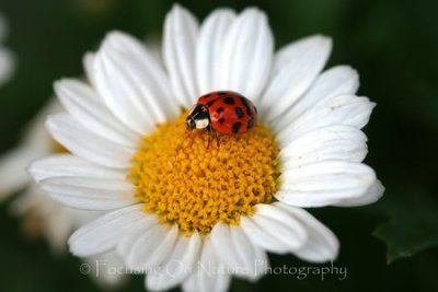Lady bug on daisy