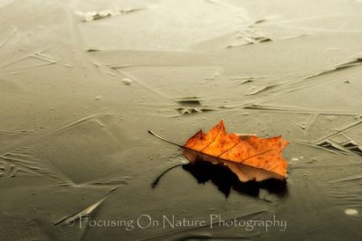 Leaf on frozen pond