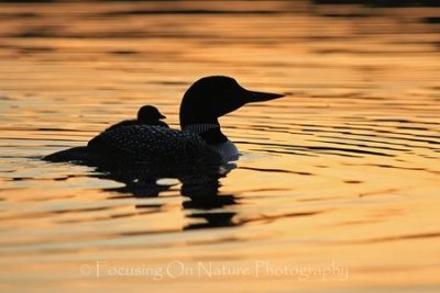 Loon sunset silhouette