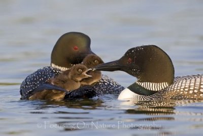 Loon with baby riders