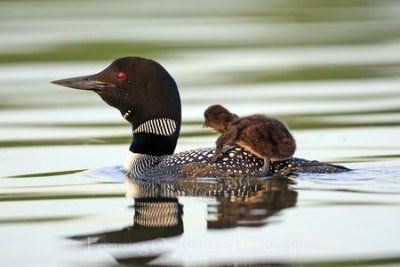 Loon with chick trying to get on