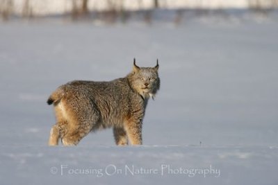 Lynx in snow