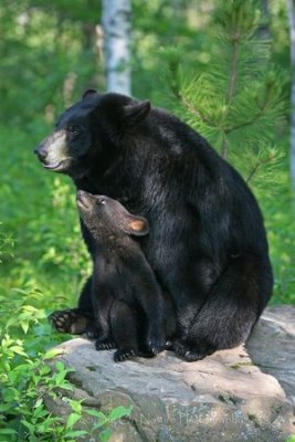 Mama bear and cub
