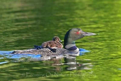 Mama loon with baby