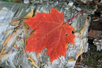 Maple leaf and birch