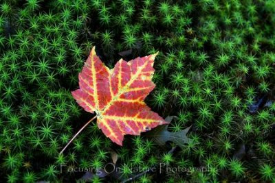 Maple leaf and moss