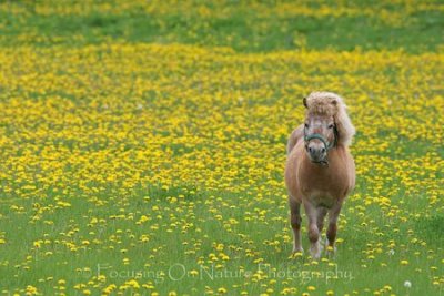Miniature horse and dandelions
