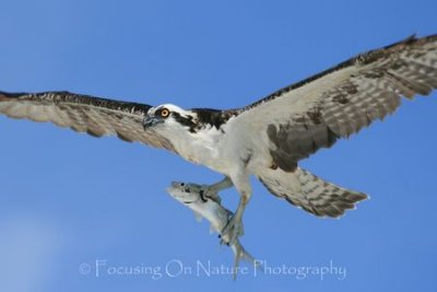 Osprey with fish in flight