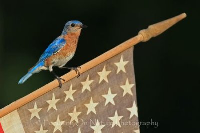 Patriotic bluebird
