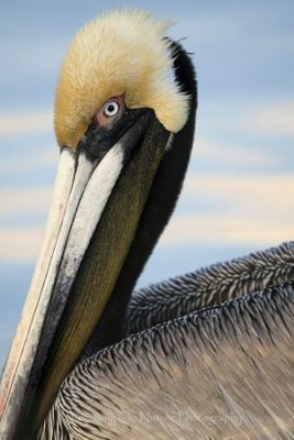 Pelican portrait