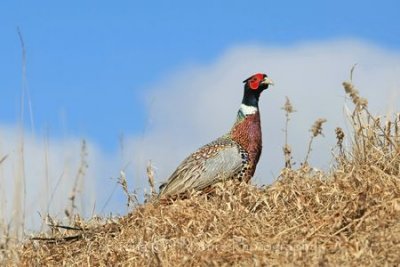 Pheasant in grass