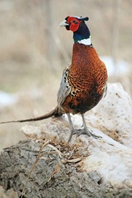Pheasant on log