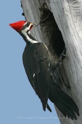 Pilleated woodpecker