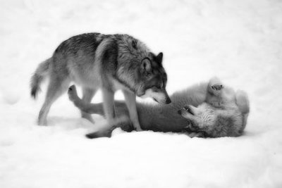 Playful wolves in snow