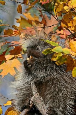 Porcupine in fall colors
