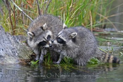Raccoons in pond