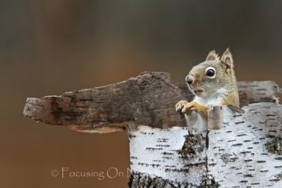 Red squirrel in birch