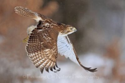 Red tailed hawk in flight