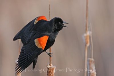 Red winged blackbird on cattails