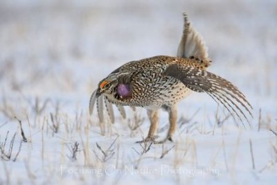 Sharp tailed grouse mating dance