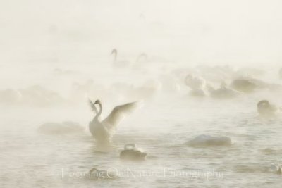 Swans in steamy river