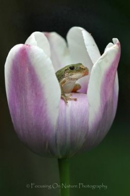 Tree frog in tulip