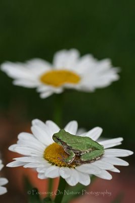 Tree frog on daisy