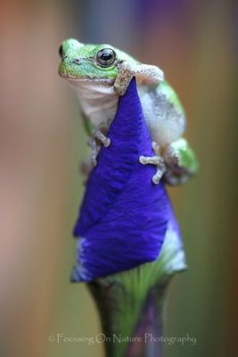 Tree frog on iris