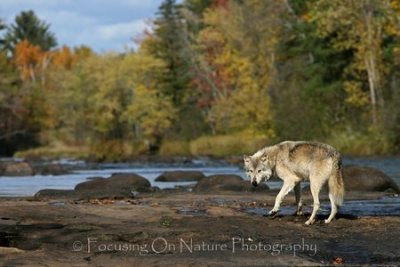 Wolf in river