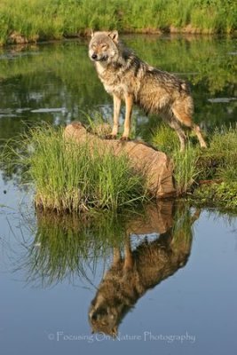 Wolf reflection