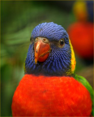 Lorikeet1.jpg