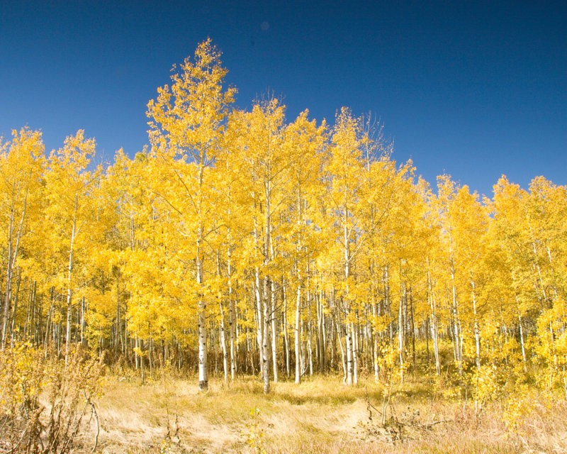 Autumn Near Sundance _MG_0695.jpg