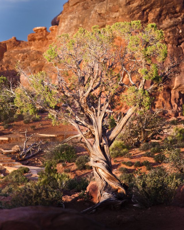 Capitol Reef NP _MG_6874.jpg