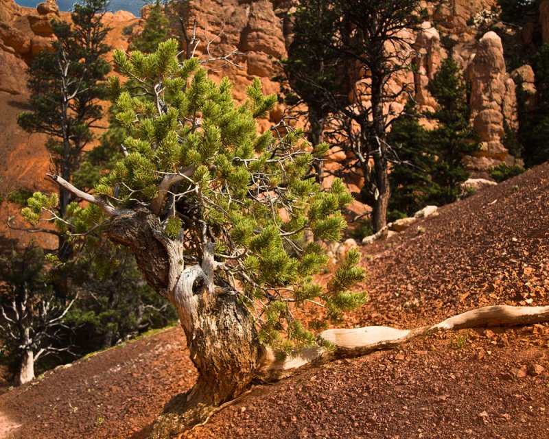 Red Canyon _MG_7835.jpg