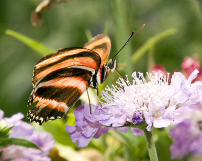 Butterfly  (Captive) _MG_1970.jpg