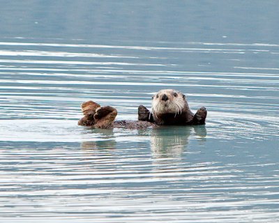 Sea Otter _MG_4447.jpg