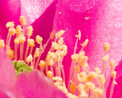 Desert Flowers