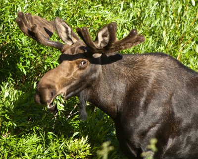 Young Moose at Albion Basin _MG_1647.jpg