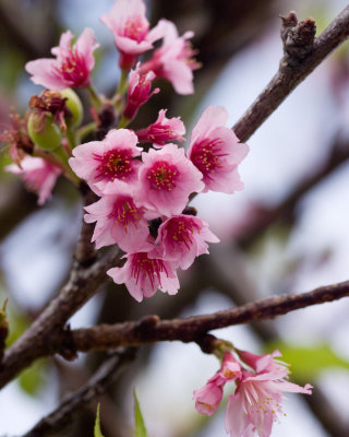 Wahiawa Cherry Blossoms