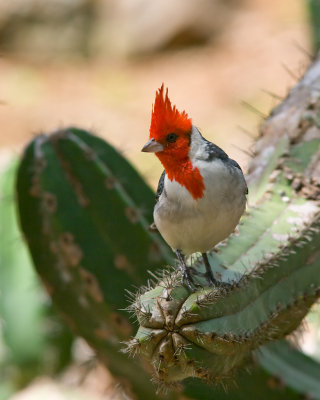 Red Crested (Brazilian) Cardinal 01