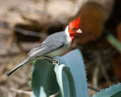 Red Crested (Brazilian) Cardinal