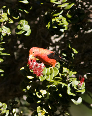 Haleakala I'iwi _K204735