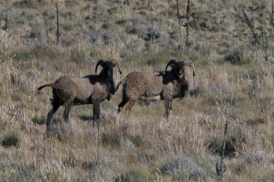 Mauna Kea Wild Sheep - K7__6789