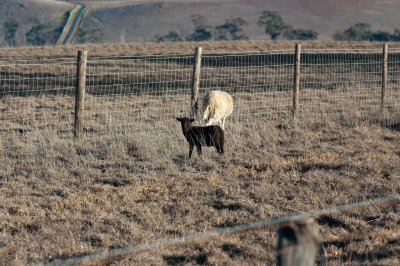 Waikii Ranch Sheep - K20D0209