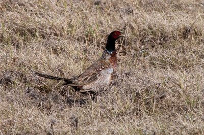 Waimea Pheasant - K7__8529