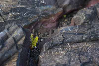 Ferns in Lava - K20D0176