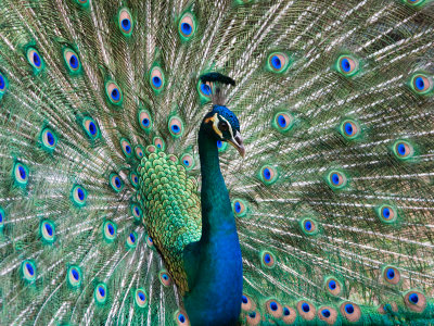 Makaha Peacock
